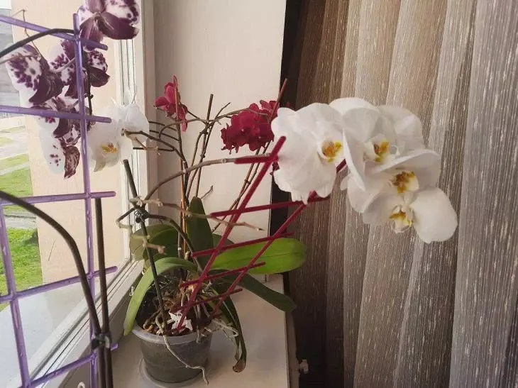 орхидея едър цвят