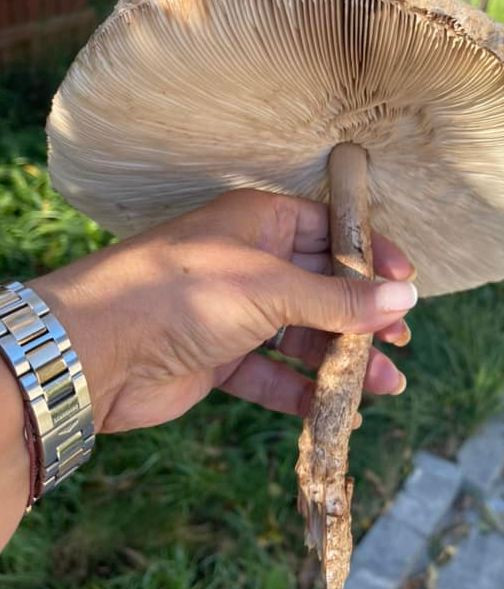  Ани Салич годежен пръстен 