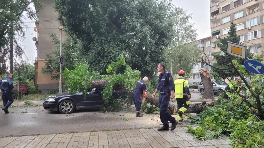 паднали дървета