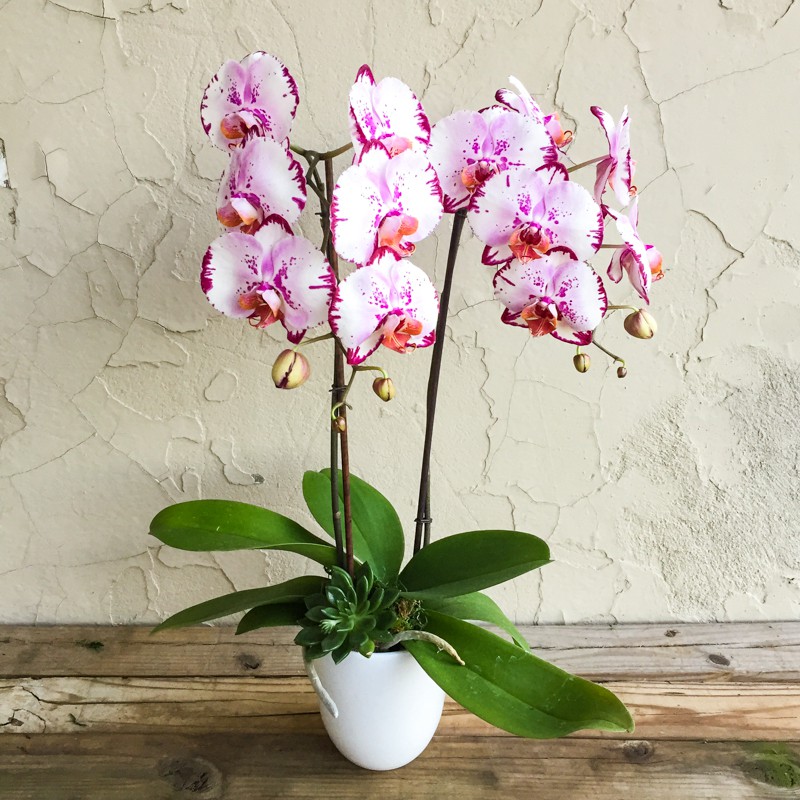 орхидея красиви цветове