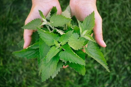 събиране коприва