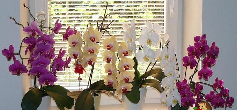 орхидеи цъфтят