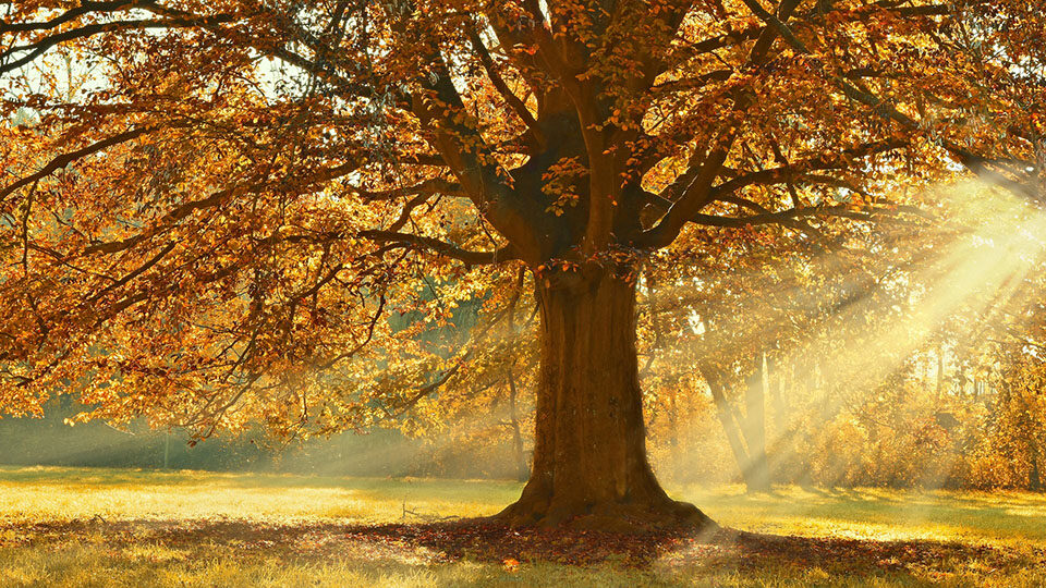 есенно дърво