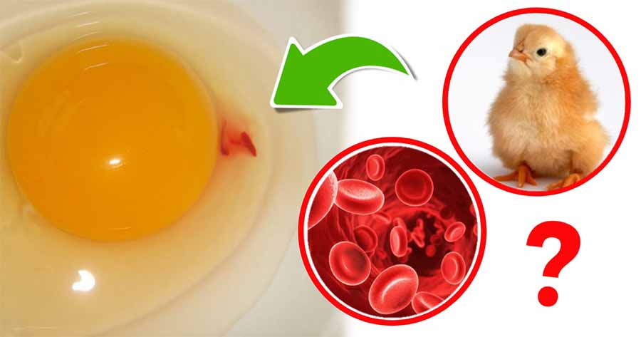 червени петна в суровото яйце