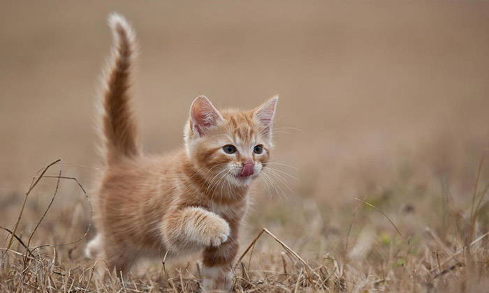 коте опашка