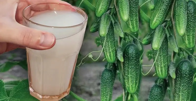 тор за краставици