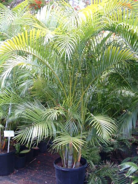 палма арека