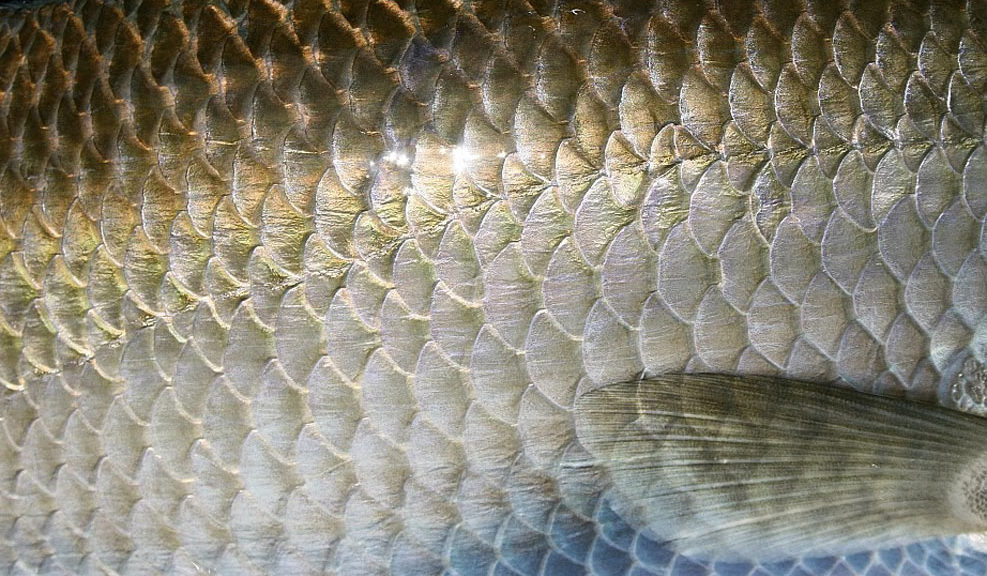 риба с люспи