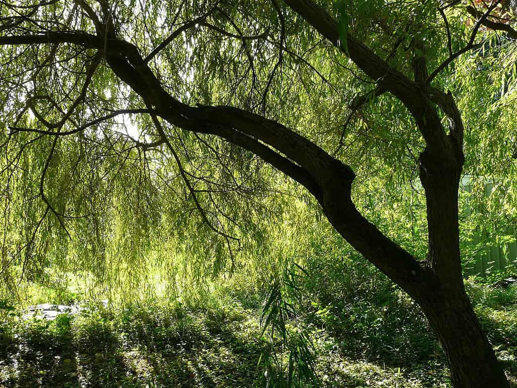 плачеща върба