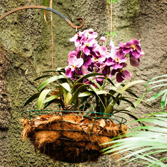 орхидея в кошница