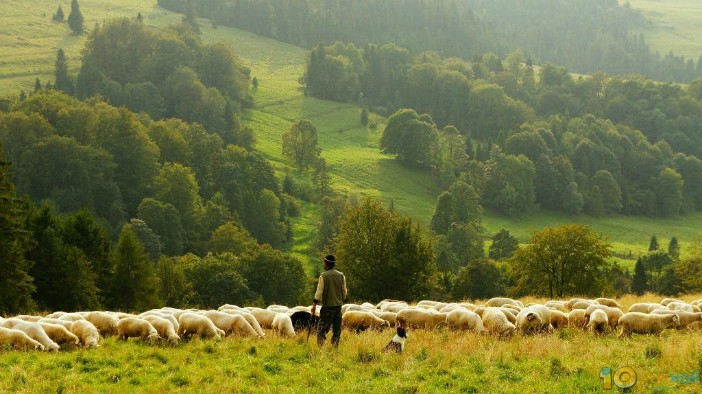 стадо овце