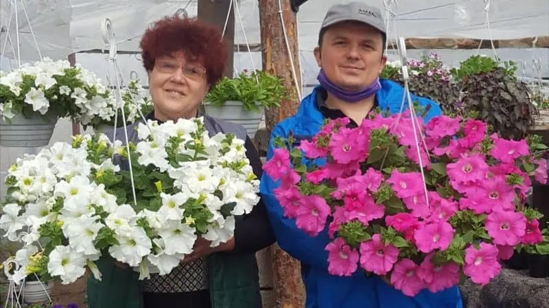 кичести петунии