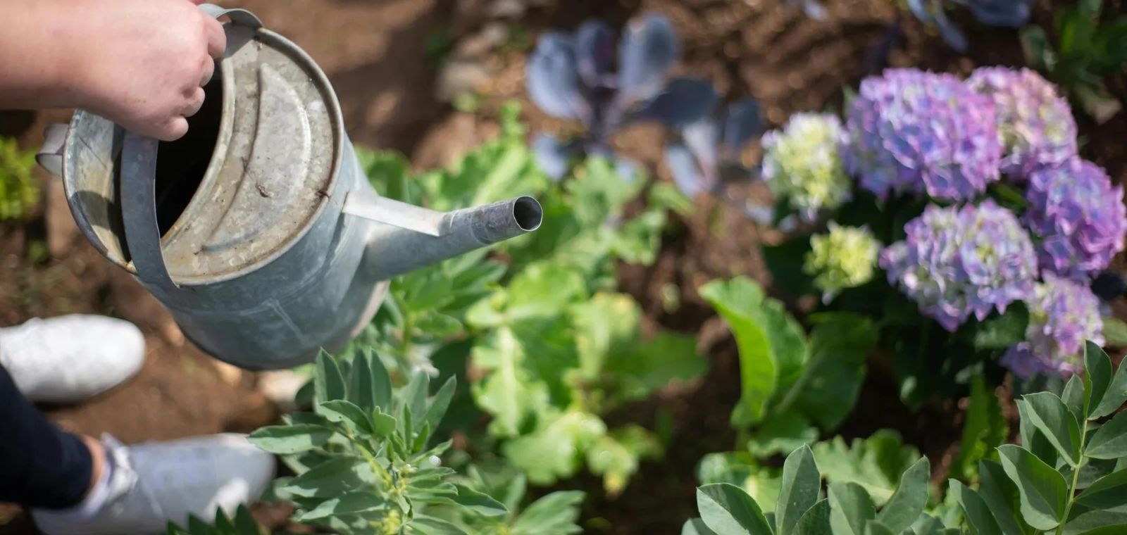 поливане хортензия