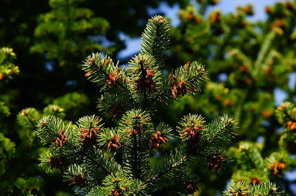 иглолистно дърво