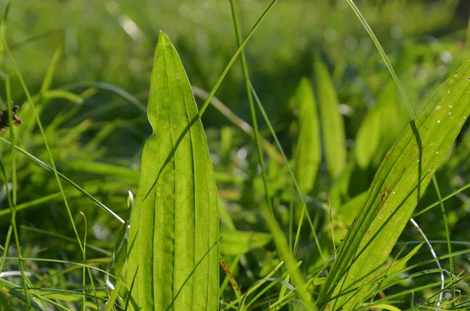  листа живовляк 