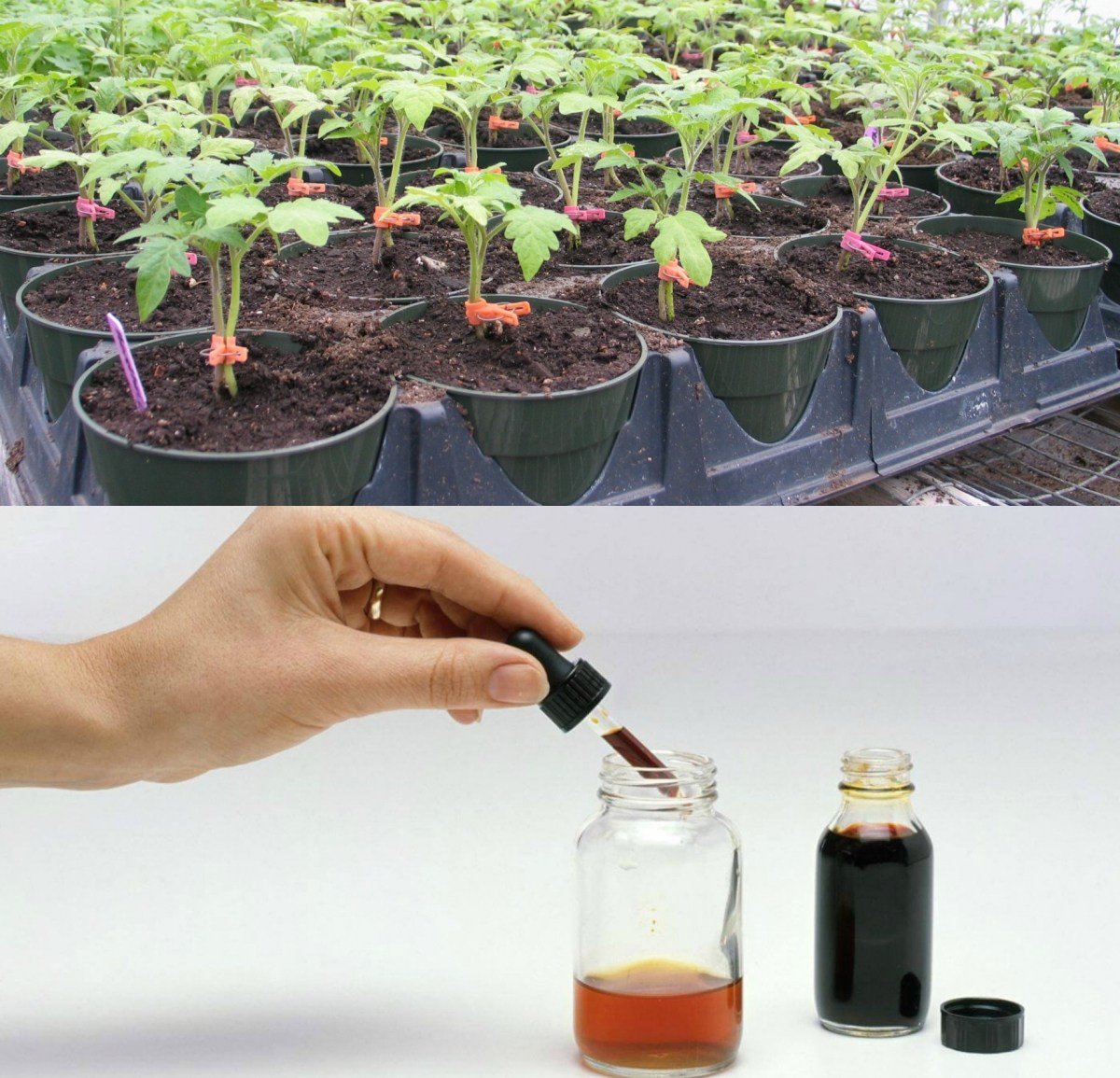 подхранване разсад с йод