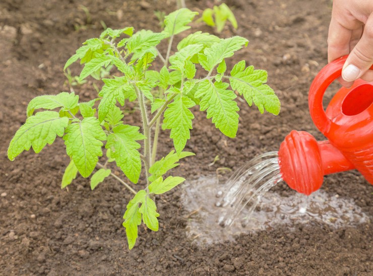 поливане разсад