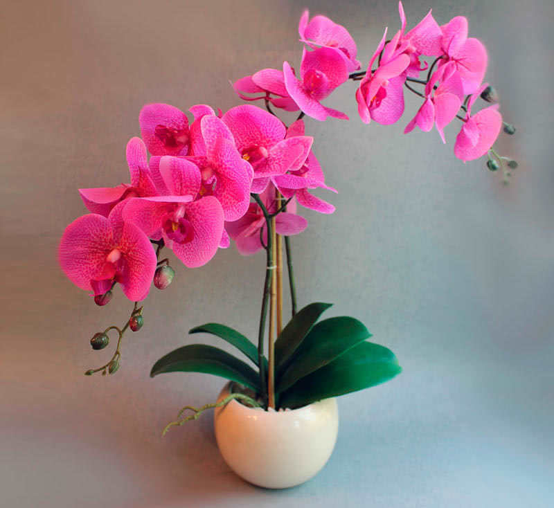 цикламена орхидея