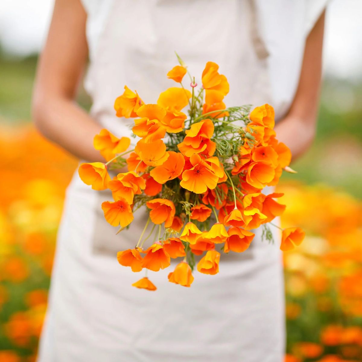 california poppy