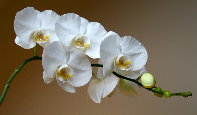 цъфтеж орхидея