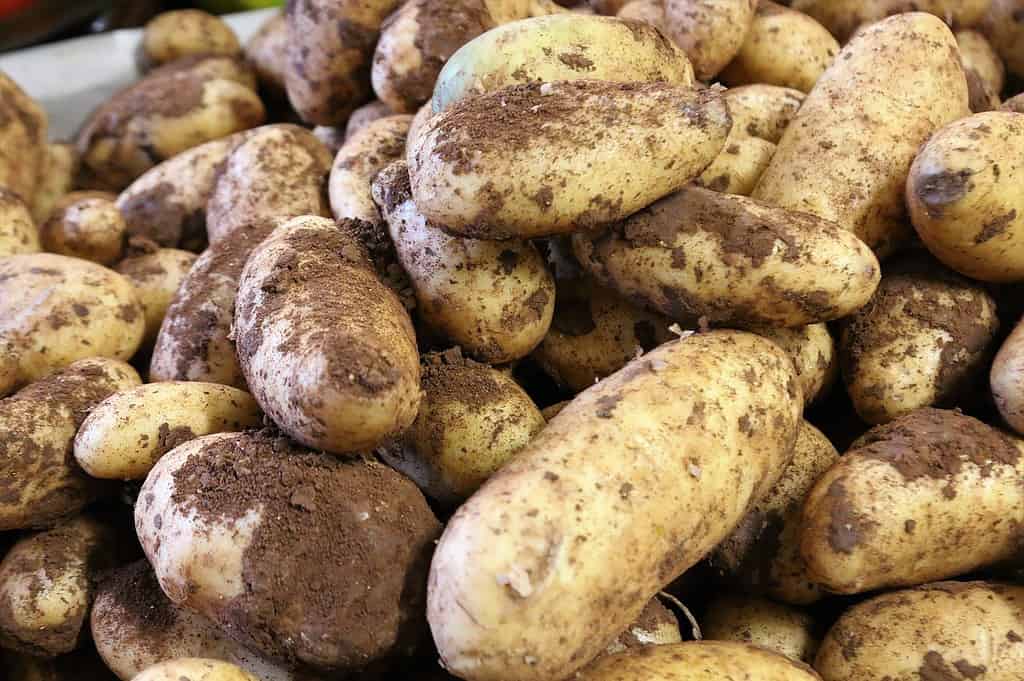 ранни картофи