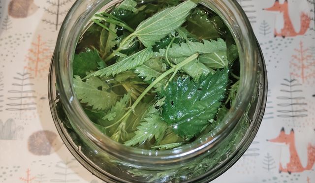 буркан с коприва