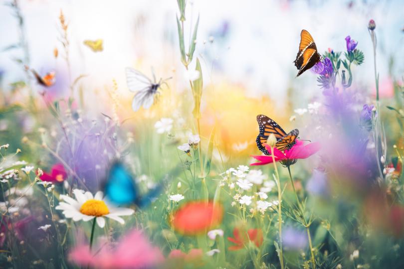 цветя и пеперуди