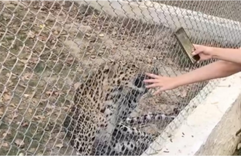 момиче с леопард зоопарк