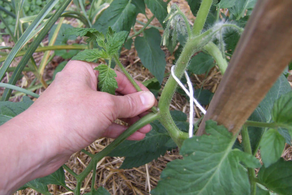remove lower tomato leaves