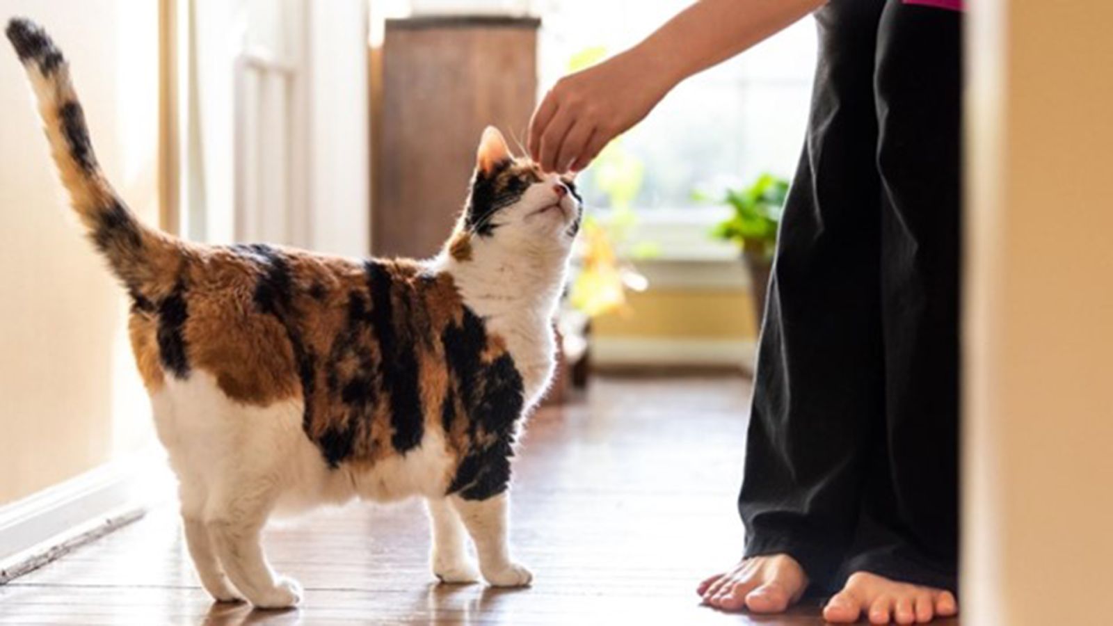 котка вирната опашка