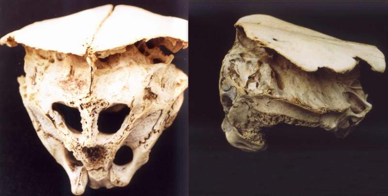 извънземен череп Родопите