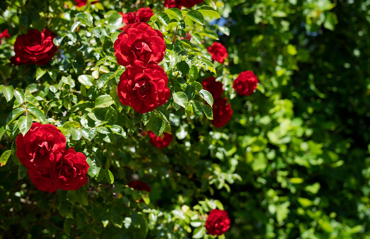 цъфтящ розов храст
