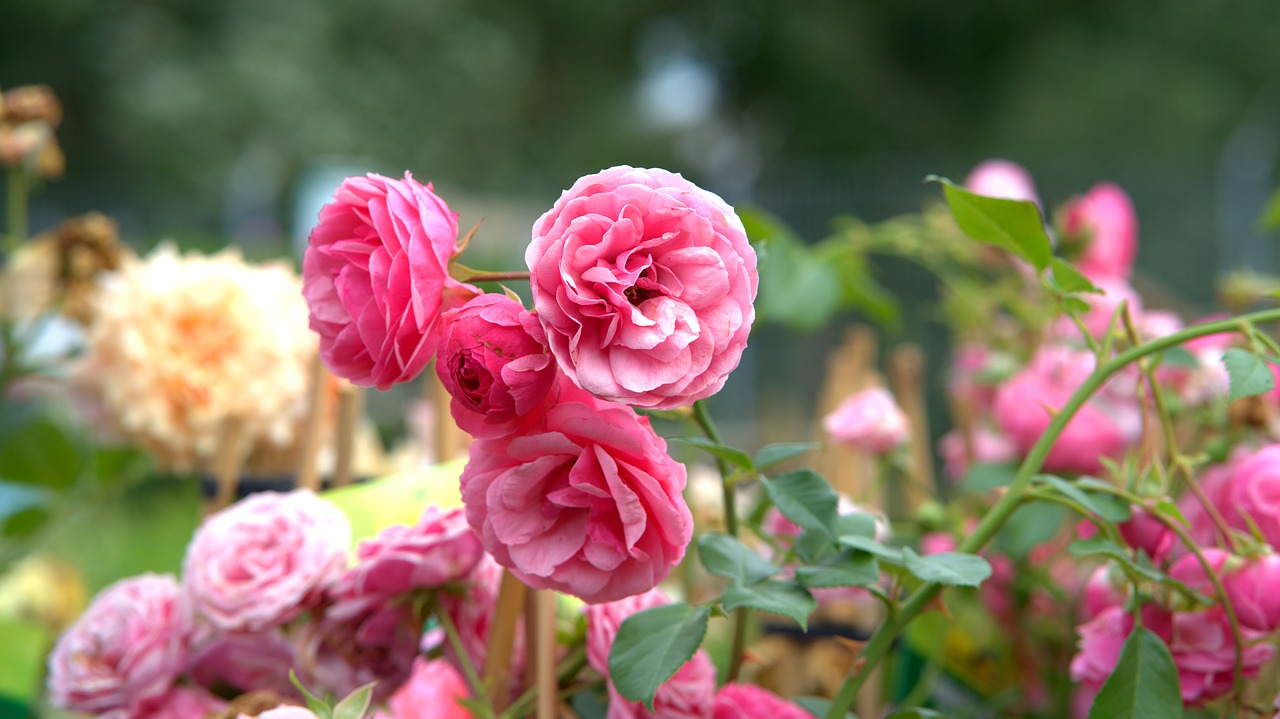 красиви цветове роза