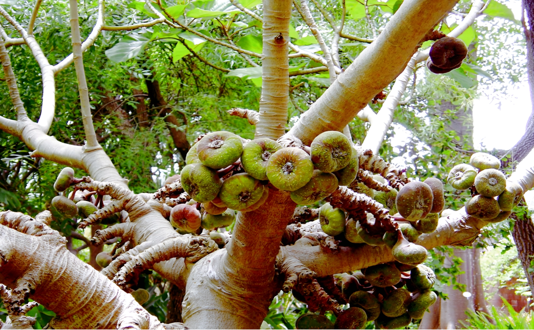 динамитно дърво плодове