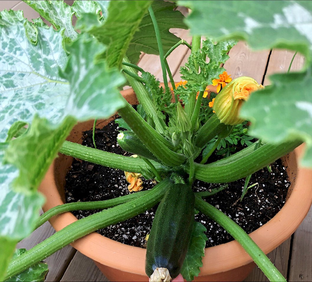  тиквички в саксия 