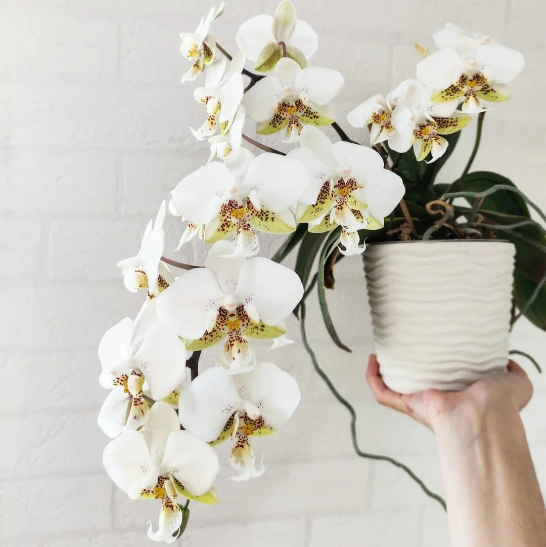 каскадна орхидея