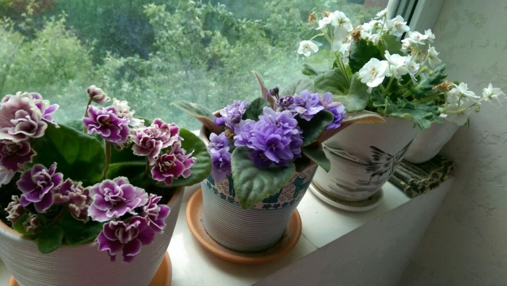 балконски цветя