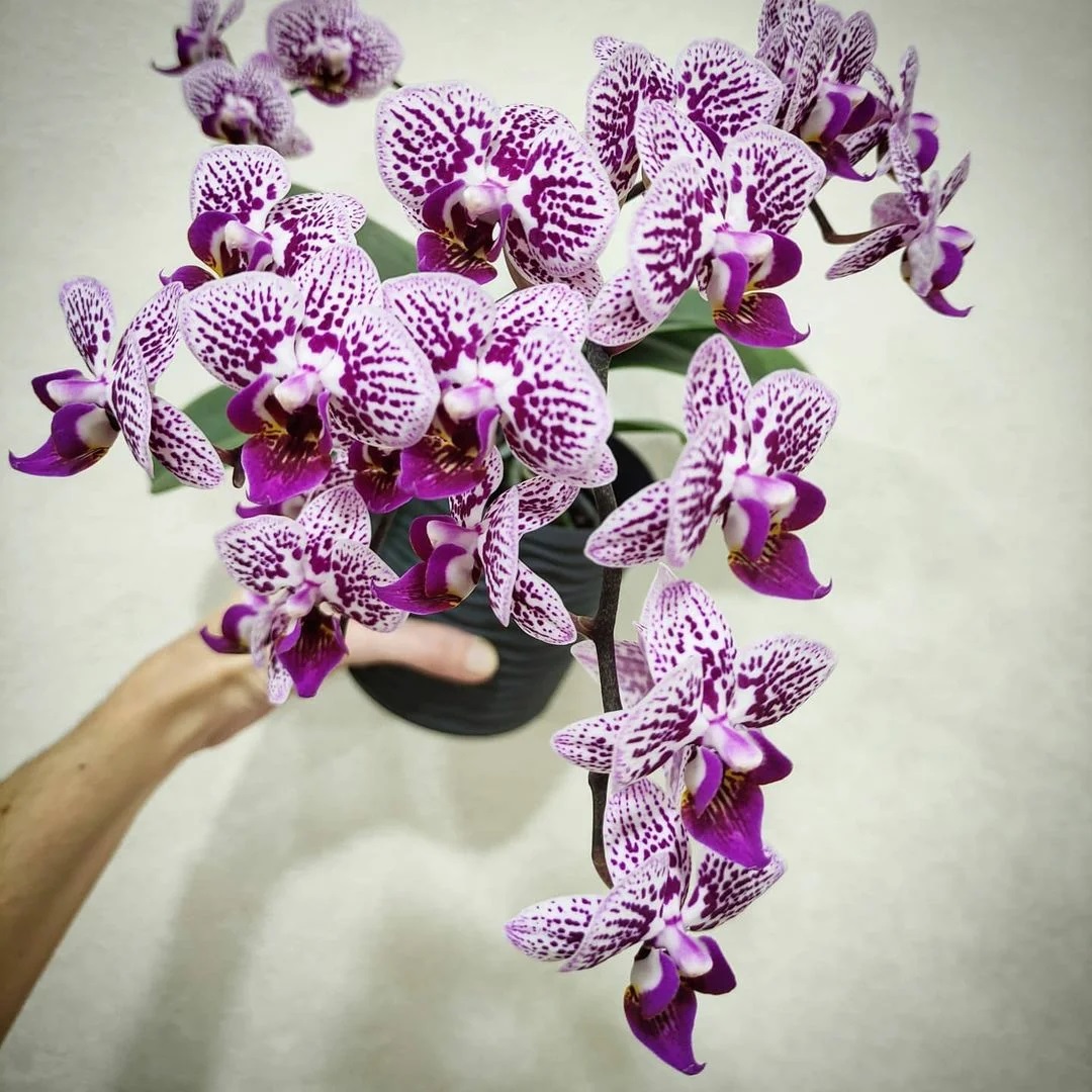 орхидея пищен цвят