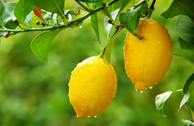 лимонено дърво