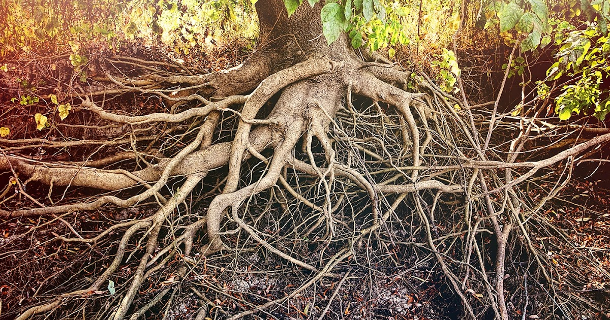 корени орех