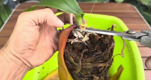 почистване листа орхидея