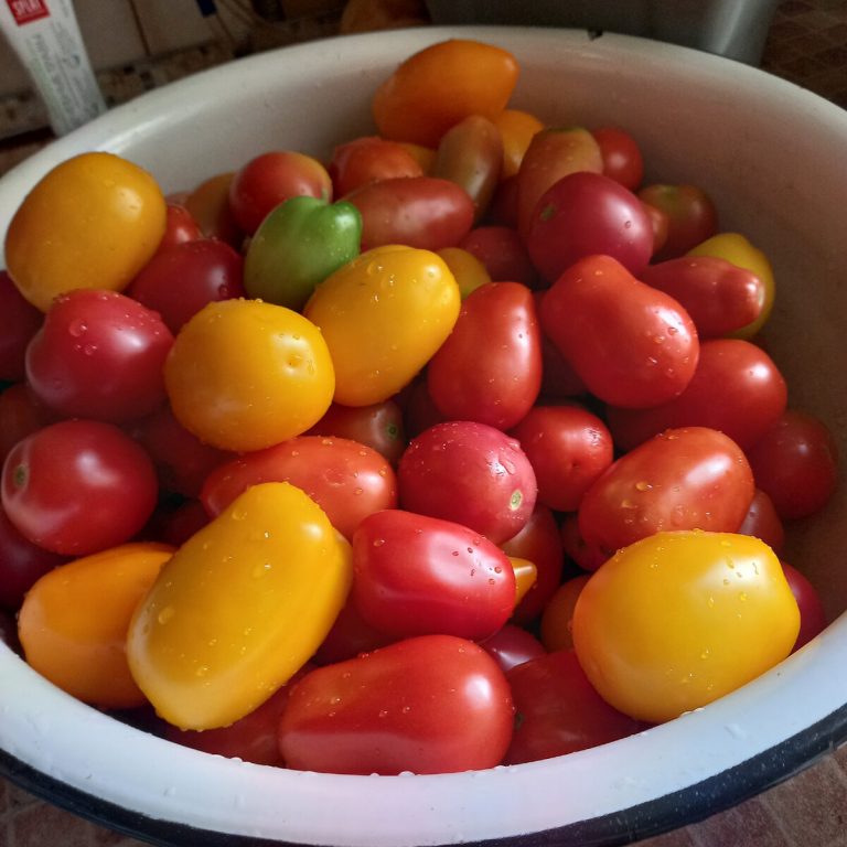 разноцветни домати