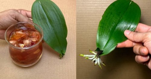 вкореняване лист орхидея