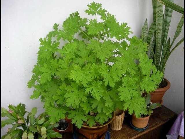 индрише саксия