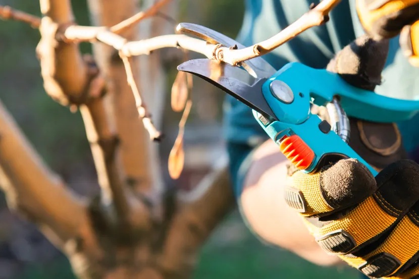 подрязване ябълка