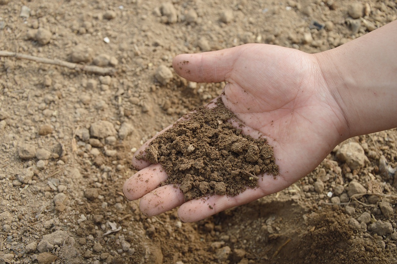 почва за дини