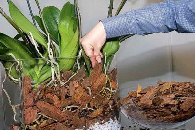 засаждане на орхидеи в кори