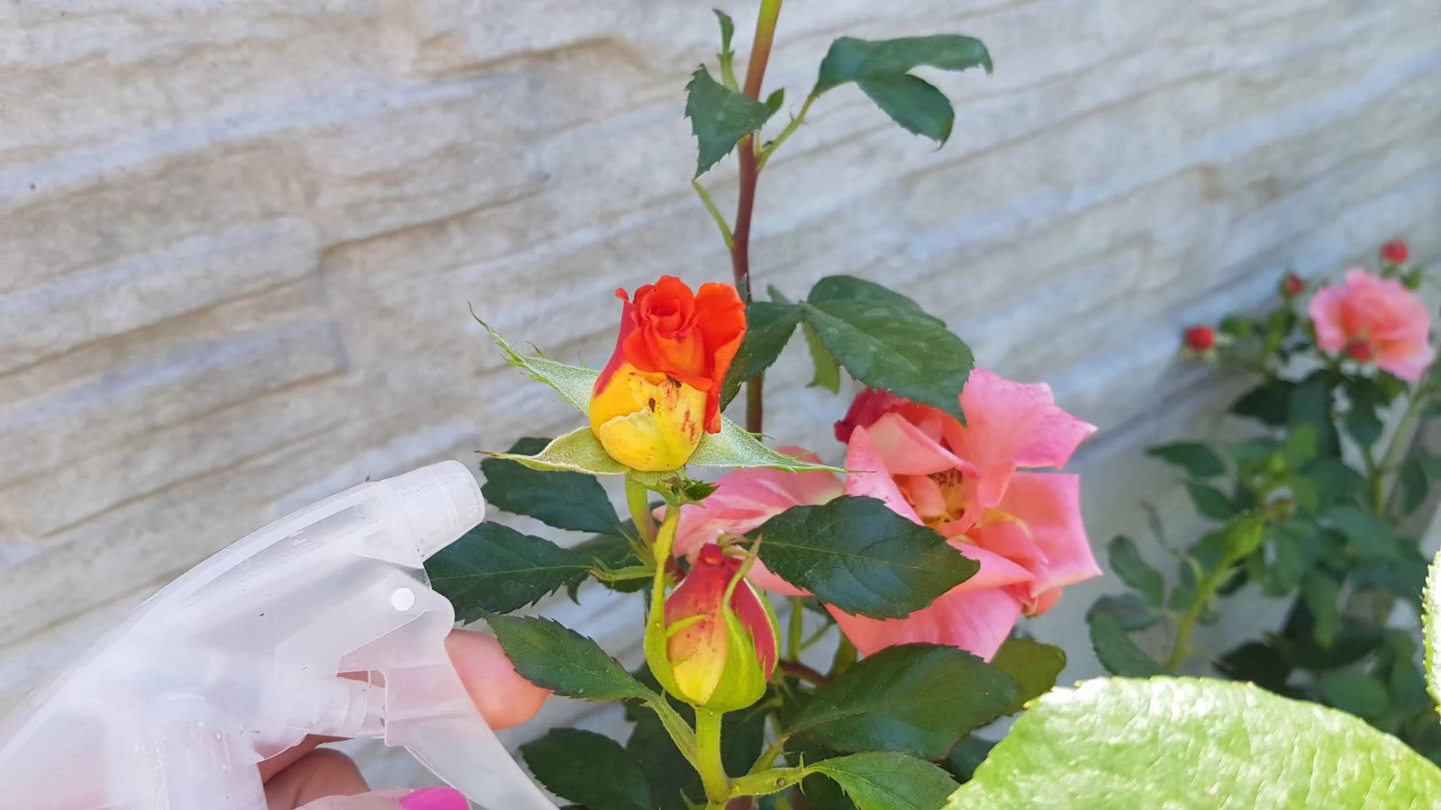 спрей листни въшки