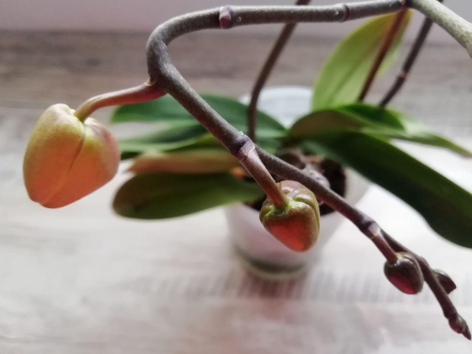 сироп за орхидеи