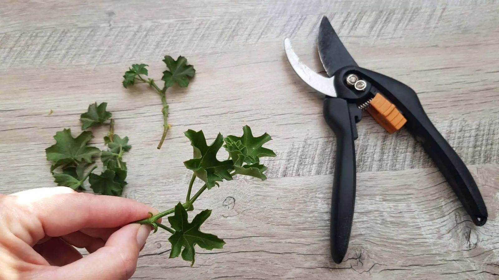 резник от мушкато